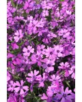 Флокс шилоподібний Пурпл Б’юті | Phlox subulata Purple Beauty | Флокс шиловидный Пурпл Бьюти